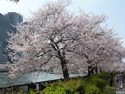 染井吉野