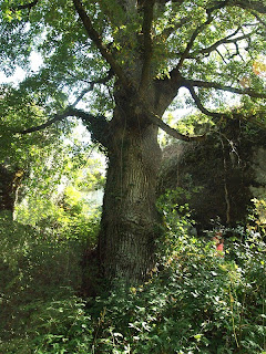 El roure de la Font de l'Avellanosa