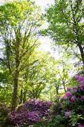 rhododendron (rhododendron park )