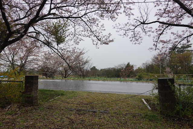 鳥取県西伯郡伯耆町小林 桜公園