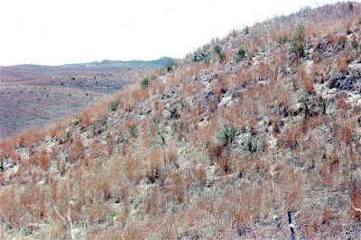 hillside of little bluestem in western Nebraska