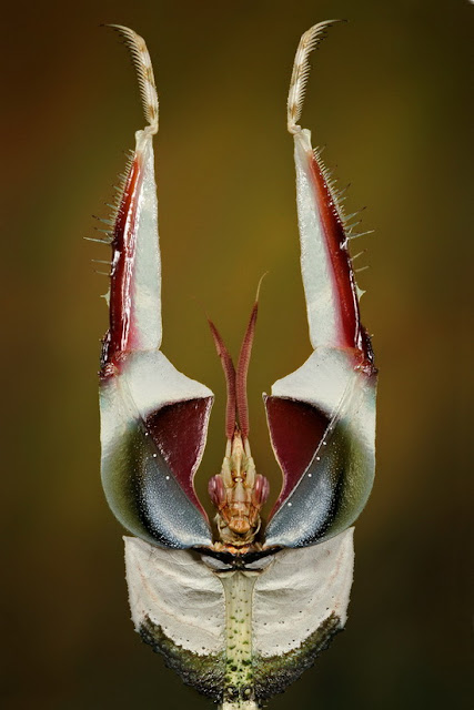 Cool Pictures of Alien Insects -  Insect Macro Photography Seen On www.coolpicturegallery.net