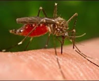 FOto Gambar Tips Jitu Hindari Gigitan Nyamuk Ampuh Cegah Badan Bentol Serangan Penghisap Darah