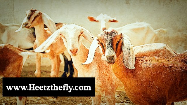 बकरी की नस्ले  | बकरी की सम्पूर्ण नस्ले pdf | बकरी की प्रमुख नस्ले pdf | Major breeds of goat | goat breed 