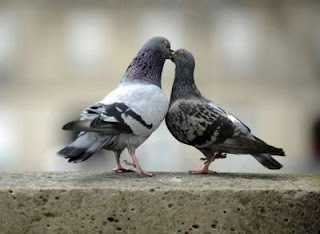 pigeon kiss ecard for valentines day