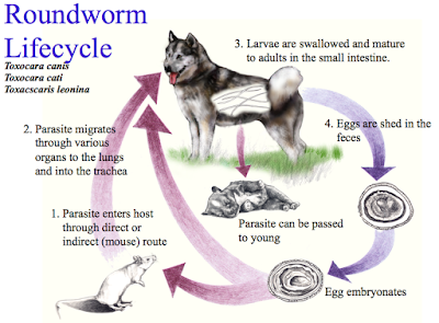 Ringworm life circle