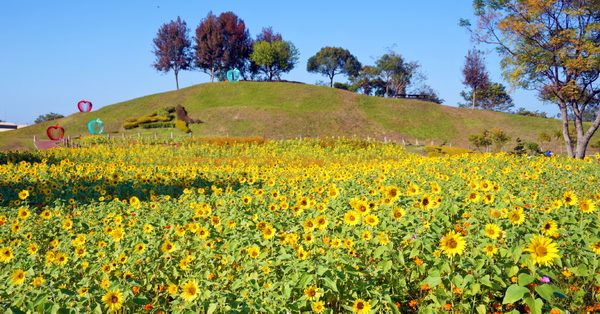 台中后里花田綠廊1.2公頃向日葵花海盛開，環保公園變成花田拼布