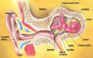 struttura del sistema uditivo