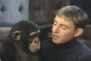 Chimpanzee with handler