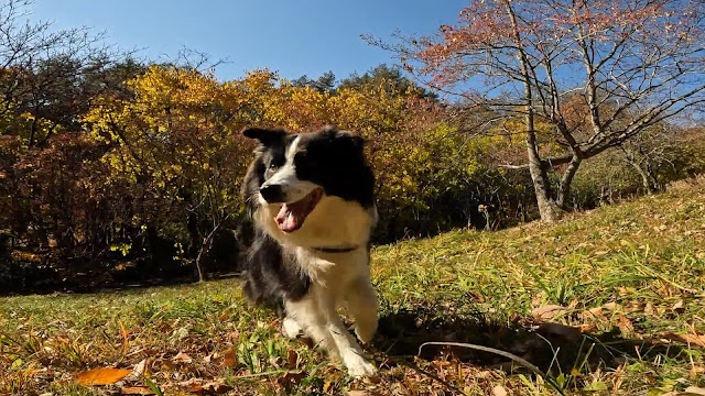 保護犬 ボーダーコリー トーマ ハイジの里