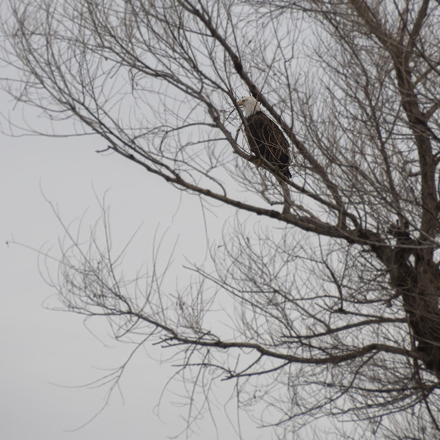 Sacramento National Wildlife Refuge, water, bokeh, mushrooms, landscape, nature, photography, outdoors, birds, birdwatching, Bald Eagle