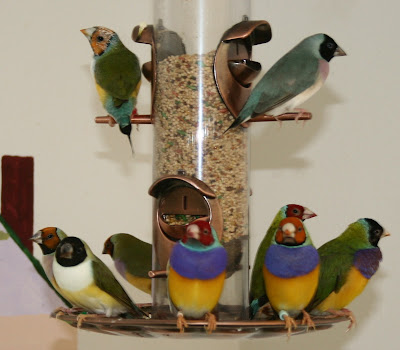 gouldian finch indoor aviary