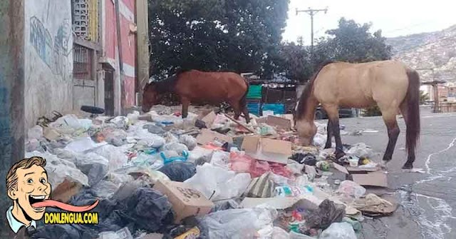 Dos detenidos por descuartizar caballos para vender su carne en El Junquito