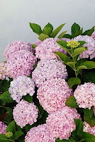 Bokor_bunga_bokor_Hortensia_Hydrangea