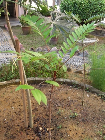 Bayu Lestari: TAMANAN HERBA - 1