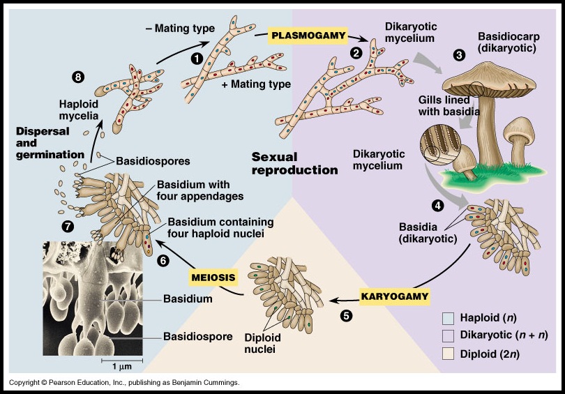 Basidiomycota Reproduksi Basidiomycota