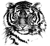 FMS TIGERS