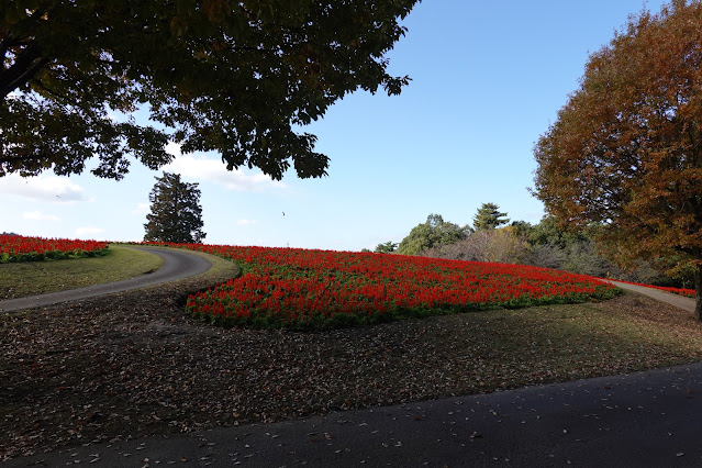 鳥取県西伯郡南部町鶴田 とっとり花回廊 花の丘