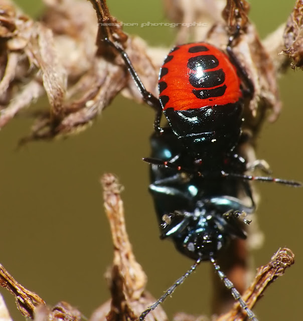 Red black Harlequin bug