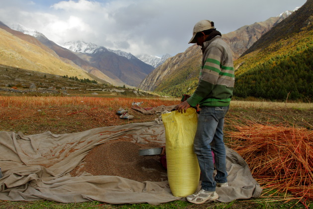 Buckwheat harvest at Chitkul, Himachal Pradesh