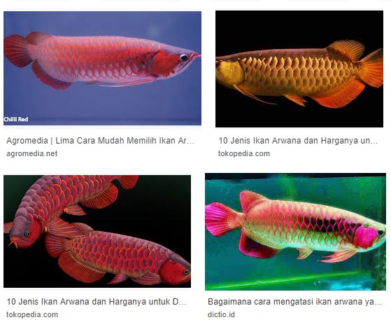 5 Fakta Menarik Ikan Arwana Yang  Mungkin Belum Kamu 