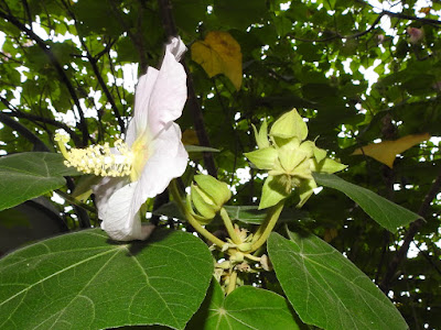 全緣葉美麗芙蓉的花