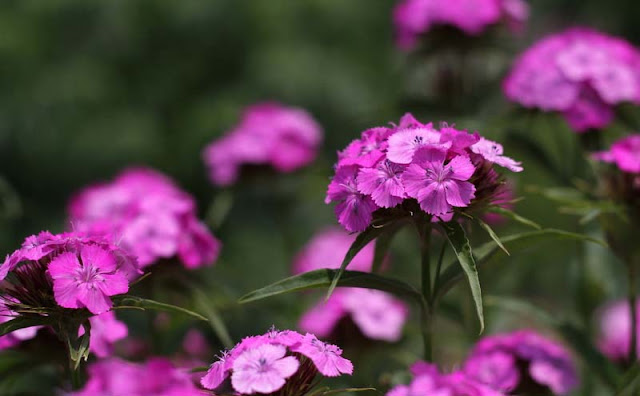 Sweet William Flowers Pictures