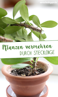 http://aentschie.blogspot.de/2014/10/urban-jungle-pflanzen-vermehren-durch.html