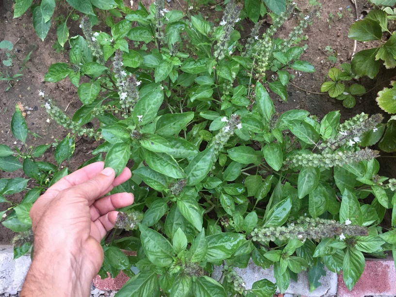 When you notice in the center of the cluster of basil leaves a small flower beginning to form, let the flowers form. The green flower stalk will emerge, and you’ll soon see white flowers.