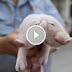 Woah! Piglet with Two Heads Catches Attention!