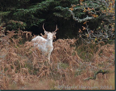 34 white-stag