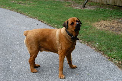 Bull Mastiff