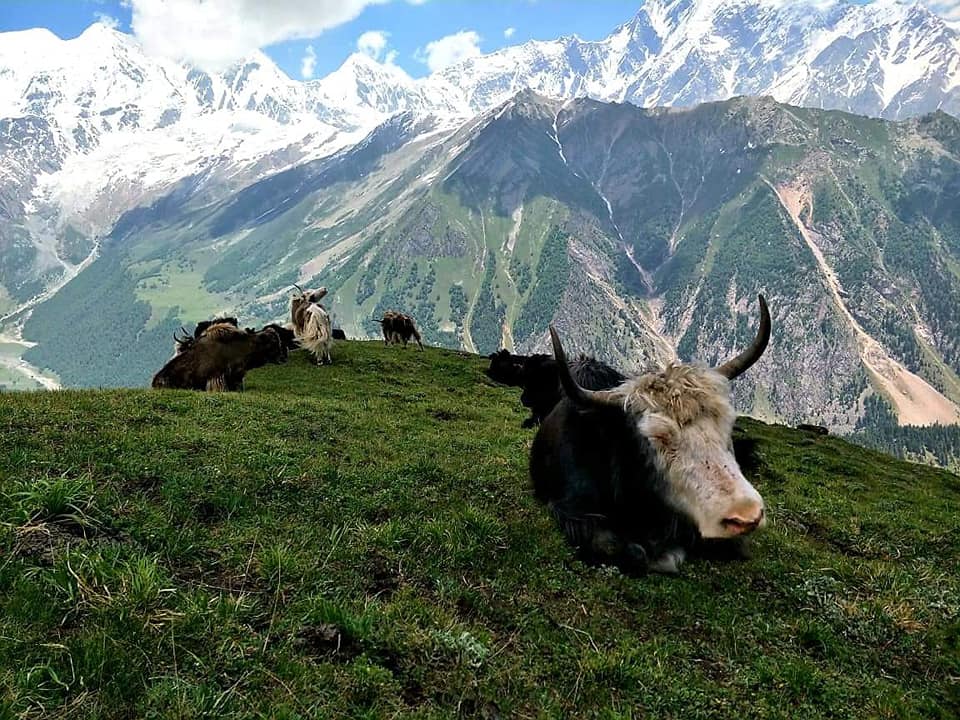 Yaks in Gilgit baltistan. Haramosh valley. Khaltaro valley. khun meadows Khaltaro. Khaltaro meadows. Snow capped peaks and Yaks khun meadows Khaltaro valley