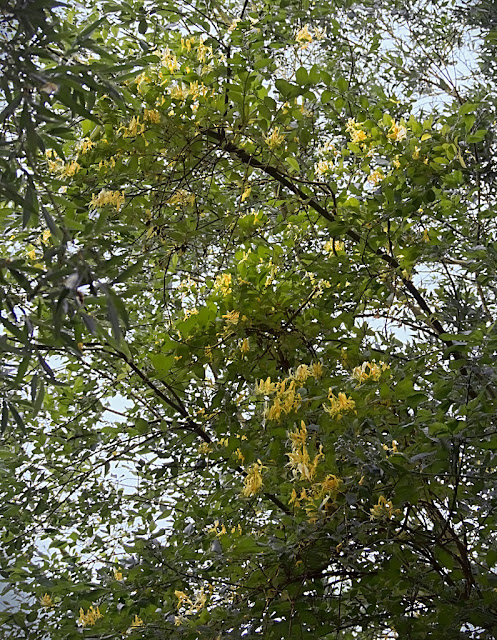 Honeysuckle twined amongst willow trees