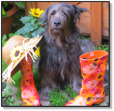 Hund mit Gummistiefel und Strohhut