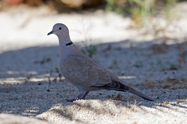 Eurasian Collared-Dove