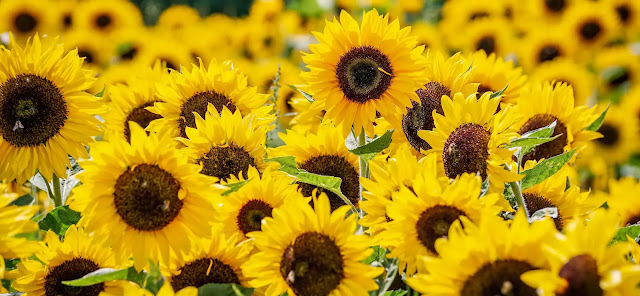 ¿Por qué los girasoles miran al este?