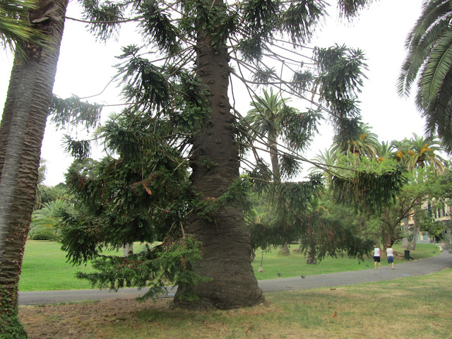 Tronco Araucaria bidwillii