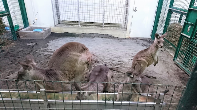 北海道 札幌 円山動物園