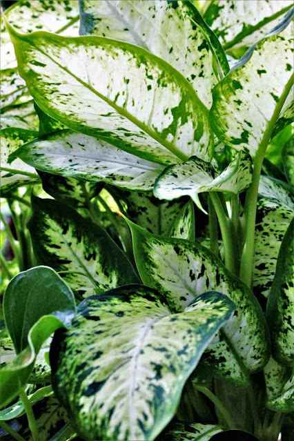 Dieffenbachia: Dumb Cane Plant Care and Tips