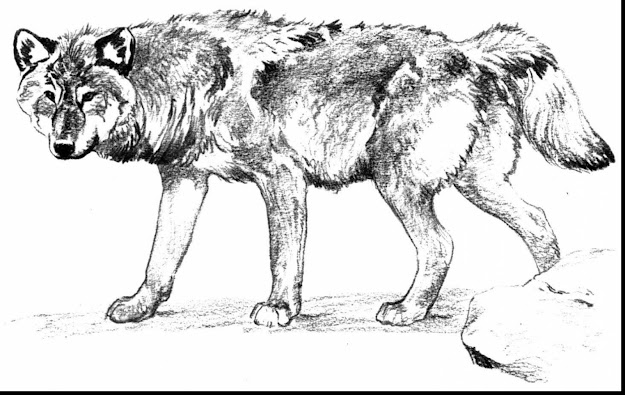 Astounding Wolf Coloring Pages With Wolf Coloring Page And Wolf Coloring  Pages Realistic