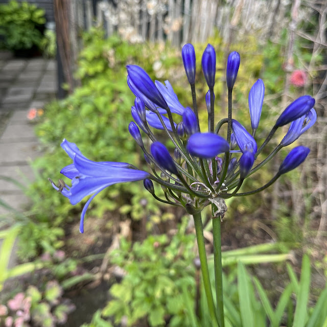 Agapanthus summer Love