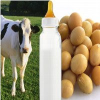 Soy milk versus Cow Milk, Which is Better?