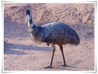 Emu Animal Pictures