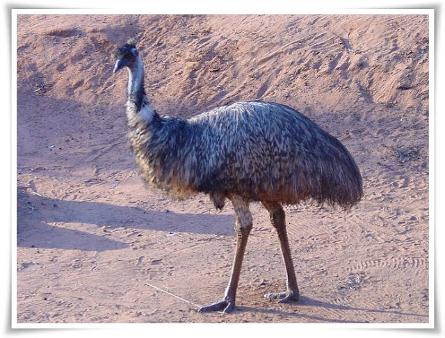 Emu [Dromaius Novaehollandiae]