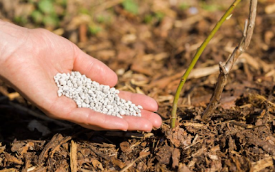 Fertilization for Cranberries Plant