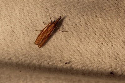 Variabele Grasmot - - Agriphila tristella