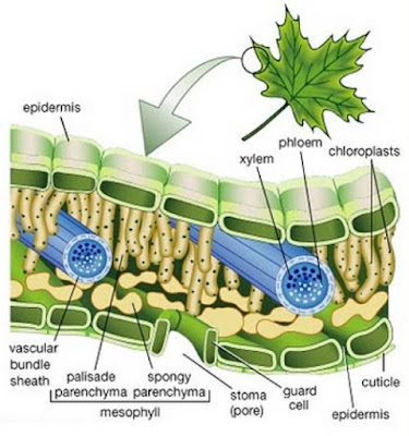 Jaringan pada daun