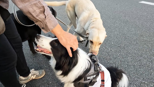 保護犬 ボーダーコリー トーマ