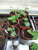 Newly arrived Geraniums